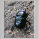 Geotrupes stercorosus - Waldmistkaefer ruegen 01.jpg